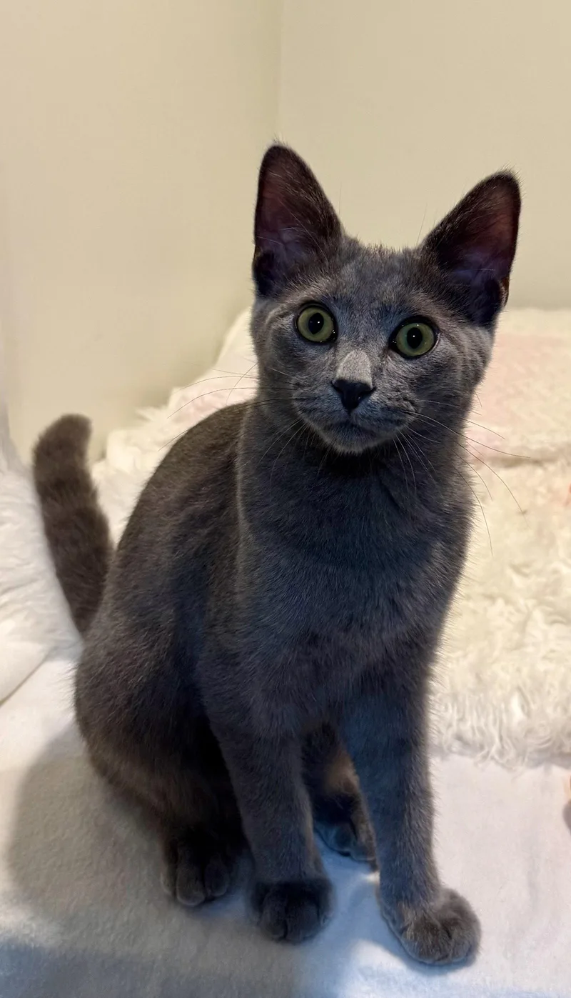 A baby medium-sized male Gray / Blue / Silver Domestic Short Hair cat named Waylon for adoption in Walled Lake, MI