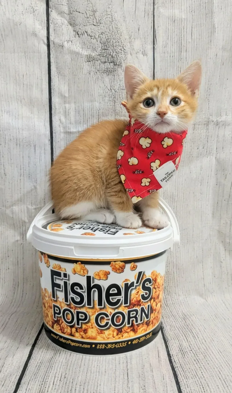 A baby medium-sized female Domestic Short Hair cat named Clementine for adoption in Chesapeake Beach, MD