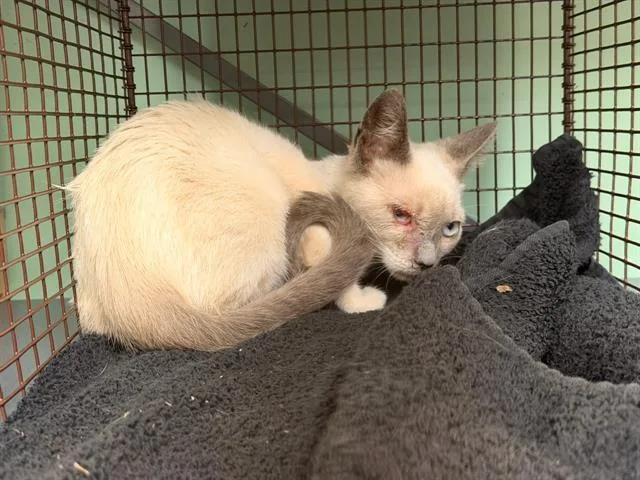 A baby small-sized female Siamese cat named Clefairy for adoption in Tustin, CA