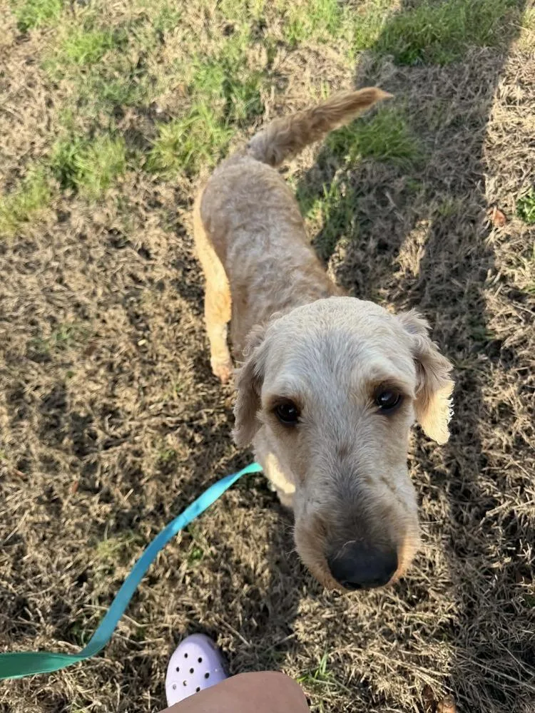 An adult medium-sized female Yellow / Tan / Blond / Fawn Goldendoodle dog named Cali for adoption in Deltona, FL