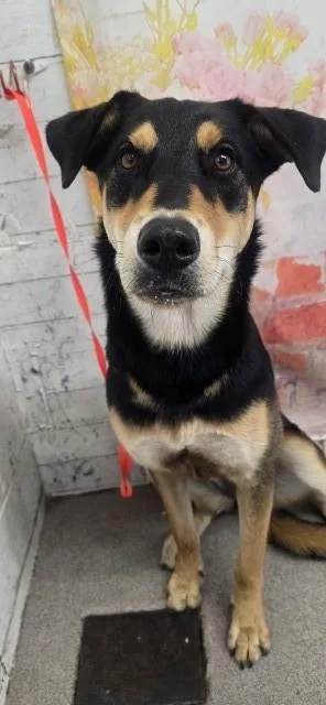 A young large-sized female German Shepherd Dog dog named Madeline for adoption in San Bernardino, CA