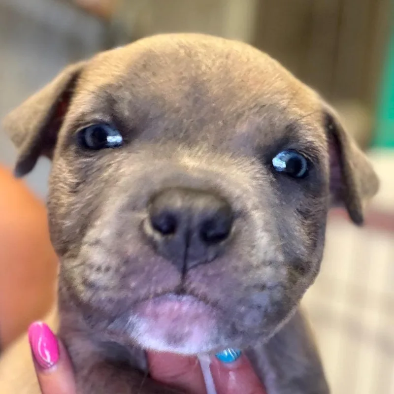 A baby small-sized male Gray / Blue / Silver Anatolian Shepherd dog named Castor silver for adoption in Greenfield, IN