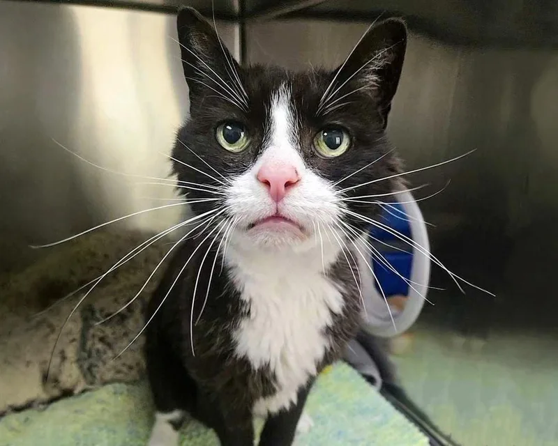 A senior medium-sized male Black & White / Tuxedo Domestic Short Hair cat named James Bond for adoption in Raleigh, NC