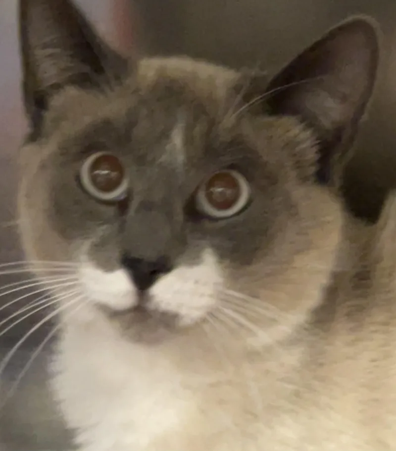 An adult large-sized male Domestic Short Hair cat named Maverick for adoption in South Pasadena, CA
