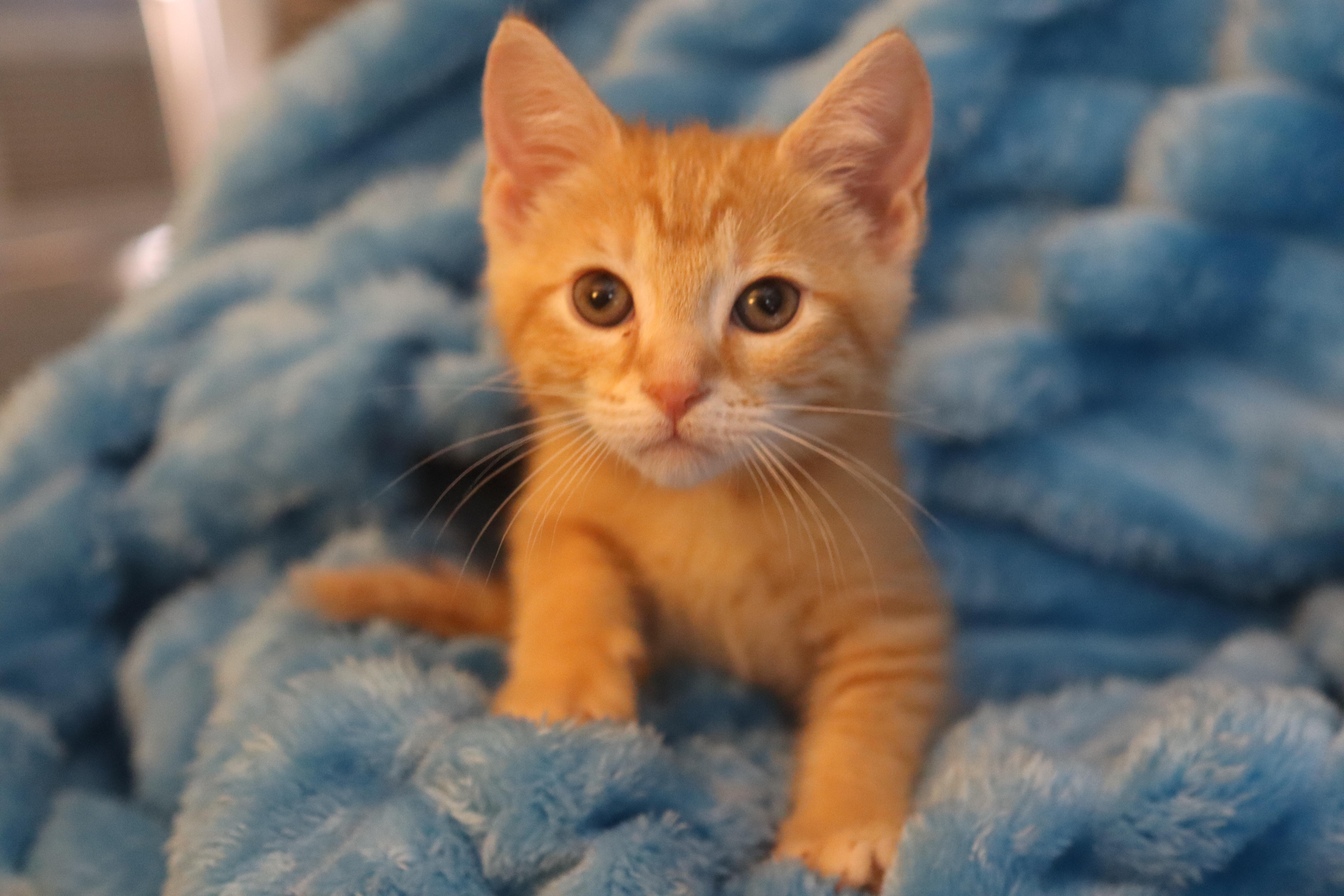 A baby medium-sized male Tabby (Orange / Red) Domestic Short Hair cat named Sokka for adoption in Franklin, TN