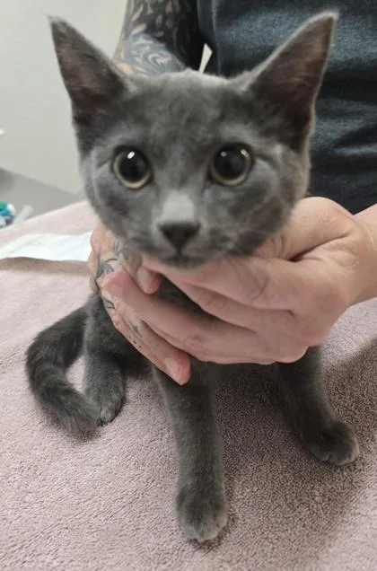 A baby medium-sized female Domestic Medium Hair cat named Jetsom for adoption in Sacramento, CA