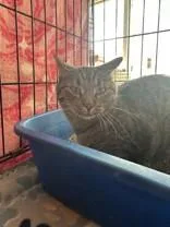 An adult medium-sized female Tabby (Brown / Chocolate) Domestic Short Hair cat named Hermione for adoption in Manitowoc, WI