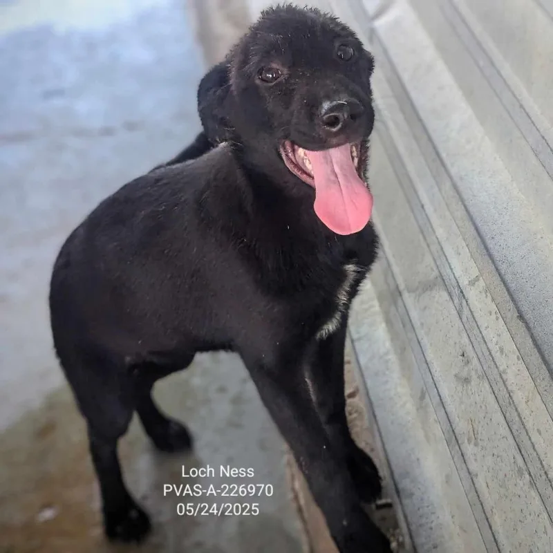 Loch Ness thumbnail 2