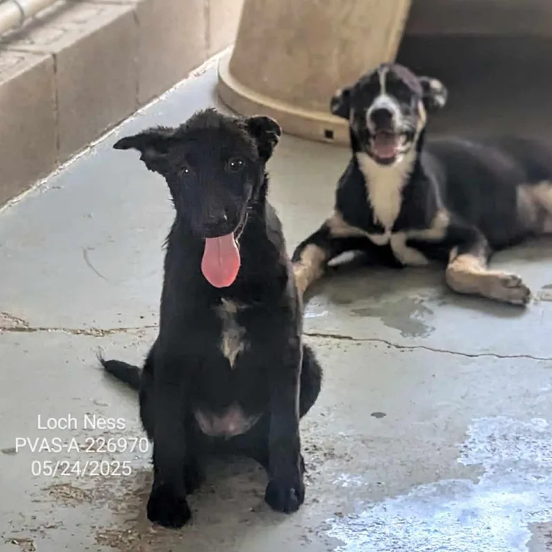 Loch Ness thumbnail 3