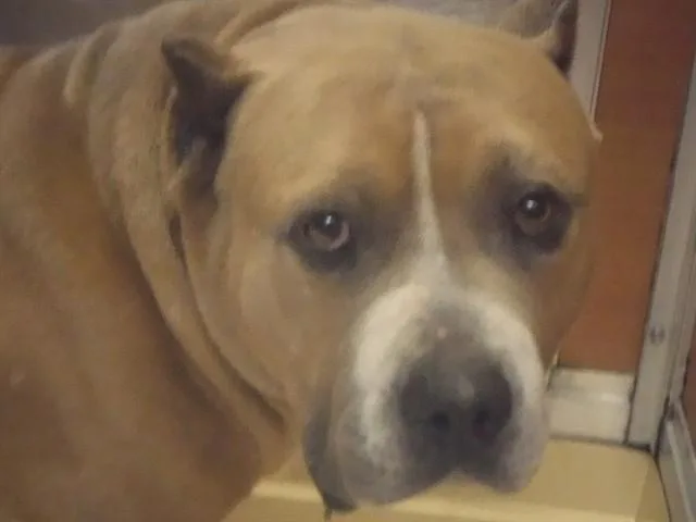 An adult large-sized male Pit Bull Terrier dog named Bulrog for adoption in Miami, FL