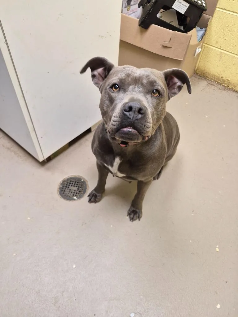 A young medium-sized female American Bulldog dog named Velvet Hippo for adoption in Crossville, TN