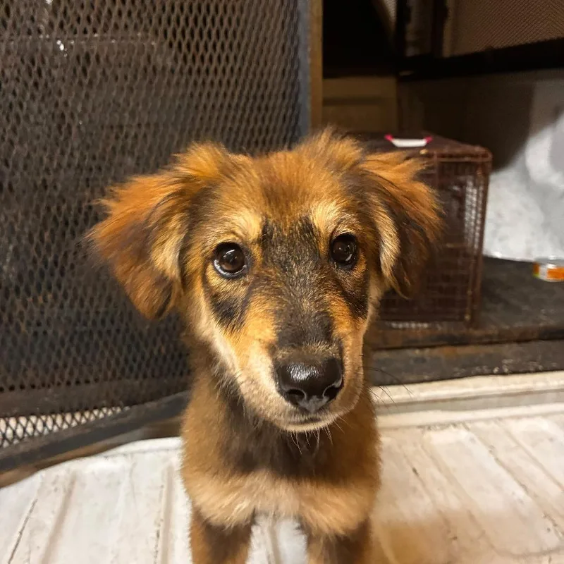 A baby small-sized female Brown / Chocolate Mixed Breed dog named Mrs. Moon for adoption in Gadsden, AL