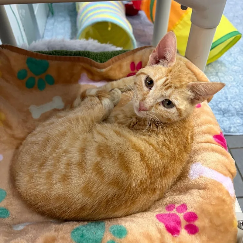 An adult medium-sized female Orange / Red Domestic Short Hair cat named Victoria for adoption in West Point, MS