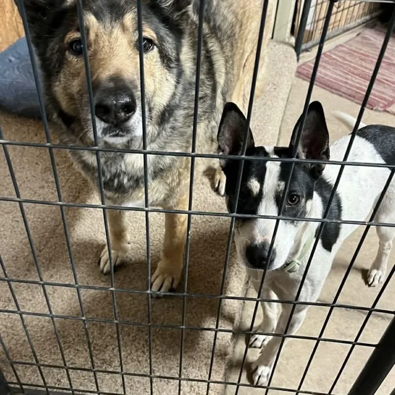 Bat Girl thumbnail 2