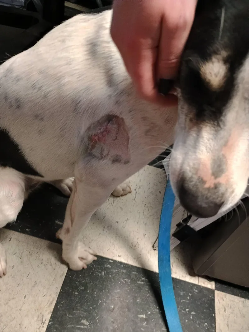 Bat Girl thumbnail 3