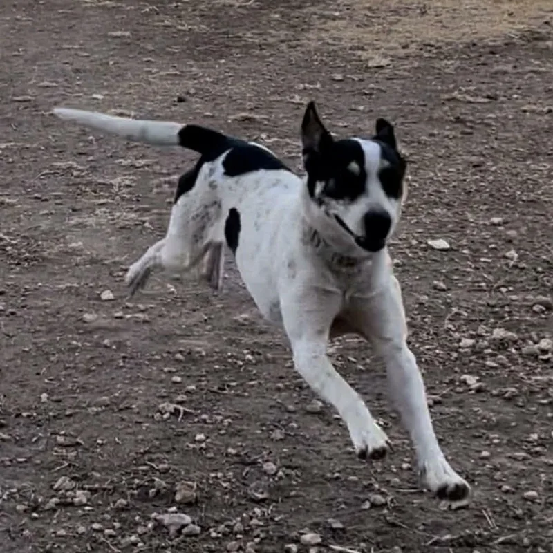 Bat Girl thumbnail 4