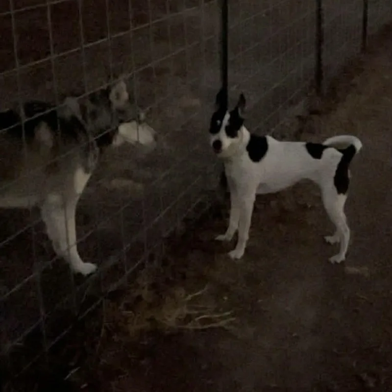 Bat Girl thumbnail 5