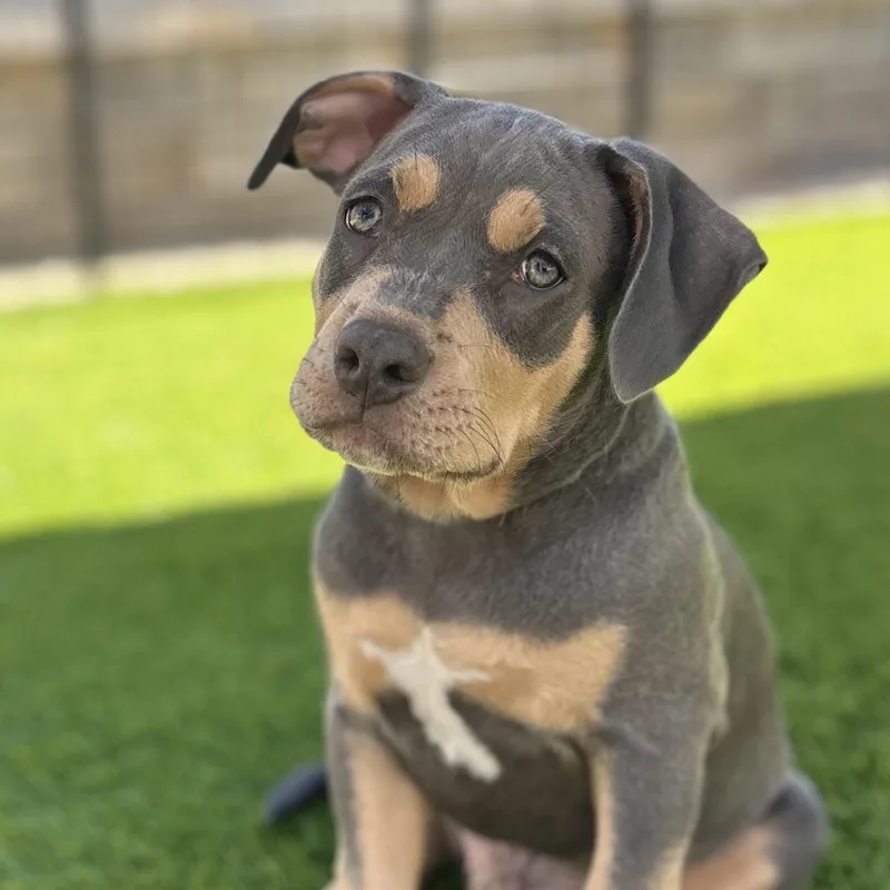 A baby medium-sized male Tricolor (Brown, Black, & White) American Staffordshire Terrier dog named Forest for adoption in Citrus Heights, CA