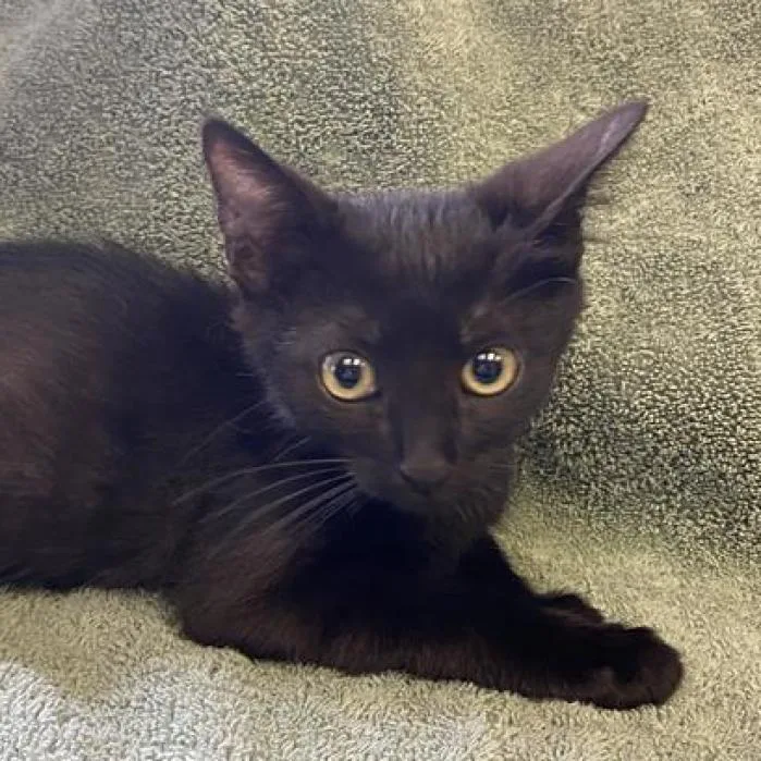 An adult large-sized male Black Domestic Short Hair cat named Mario Kart for adoption in Hawthorne, CA