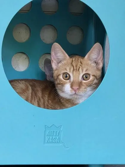 A baby small-sized male Domestic Short Hair cat named Felix for adoption in Honolulu, HI