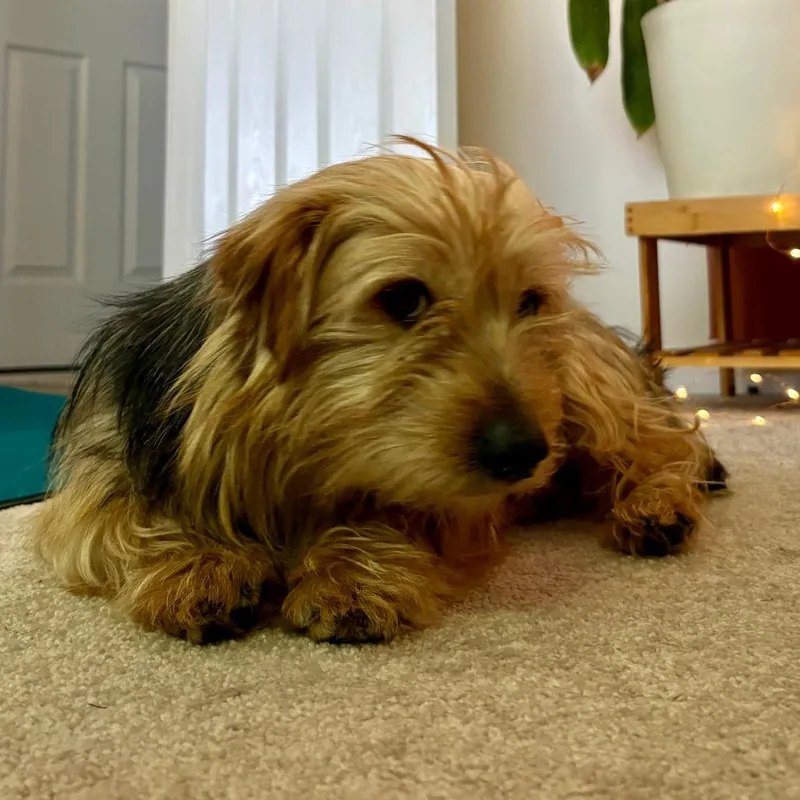 Toby thumbnail 5