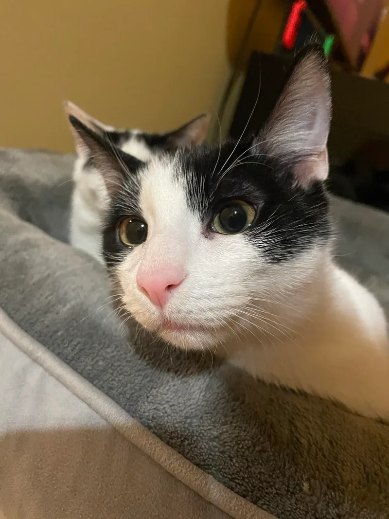 Rue =^.^= thumbnail 2