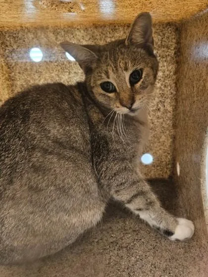 An adult medium-sized female Domestic Short Hair cat named Winnie for adoption in Lafayette, IN