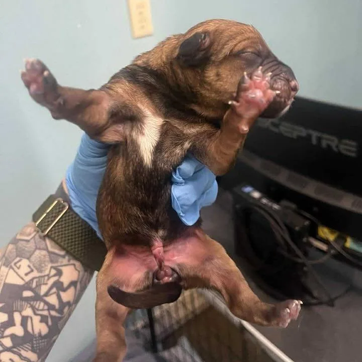 A young medium-sized female Brown / Chocolate American Staffordshire Terrier dog named Teagan for adoption in Fredericksburg, TX
