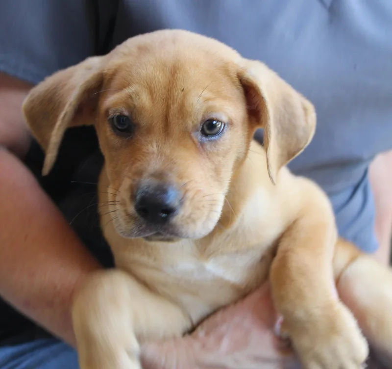 A baby medium-sized female Labrador Retriever dog named Goldie for adoption in Prattville, AL