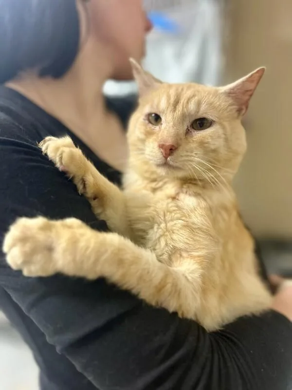 An adult medium-sized male Orange / Red Domestic Short Hair cat named Mango for adoption in Wooster, OH