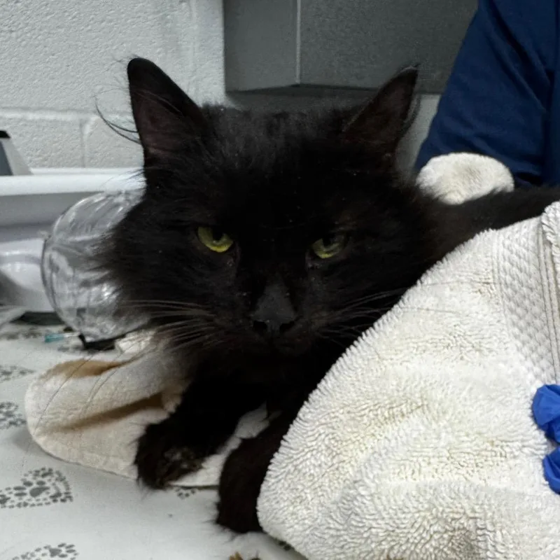 An adult large-sized male Black Domestic Long Hair cat named Bolo for adoption in Birdsboro, PA