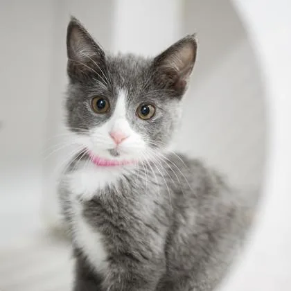 A baby small-sized female Gray / Blue / Silver Domestic Short Hair cat named Matcha for adoption in Atlanta, GA