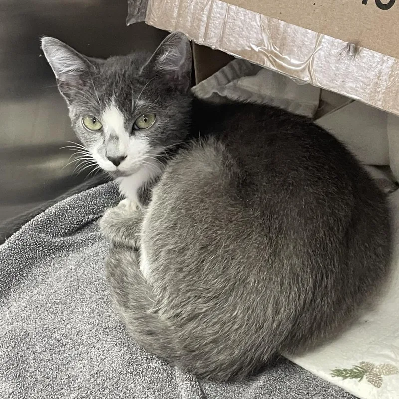 A baby small-sized male Gray / Blue / Silver Domestic Short Hair cat named Yang for adoption in Philadelphia, PA