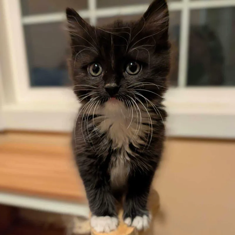 A baby medium-sized female Black & White / Tuxedo Domestic Long Hair cat named Maria Theresa for adoption in Wilsonville, OR