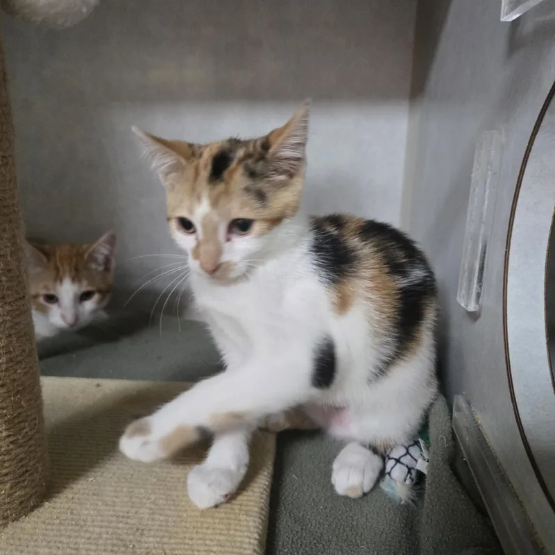 A baby medium-sized female Calico cat named Indigo for adoption in Reeseville, WI