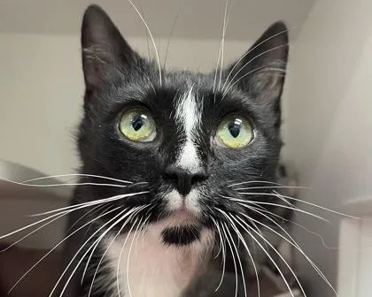 An adult small-sized female Domestic Short Hair cat named Fiji for adoption in West Seneca, NY