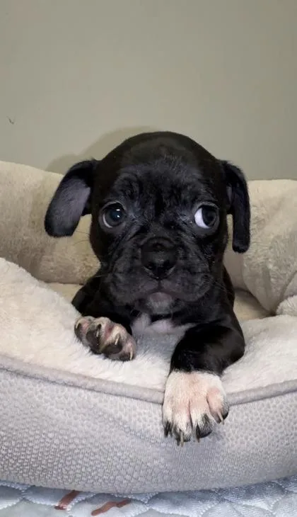 A baby small-sized female Boxer dog named Gwinnie for adoption in Lawrenceville, GA