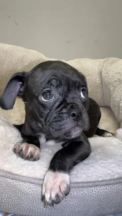 Gwinnie thumbnail 3