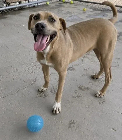 A young small-sized male Pit Bull Terrier dog named Quincy for adoption in Bakersfield, CA