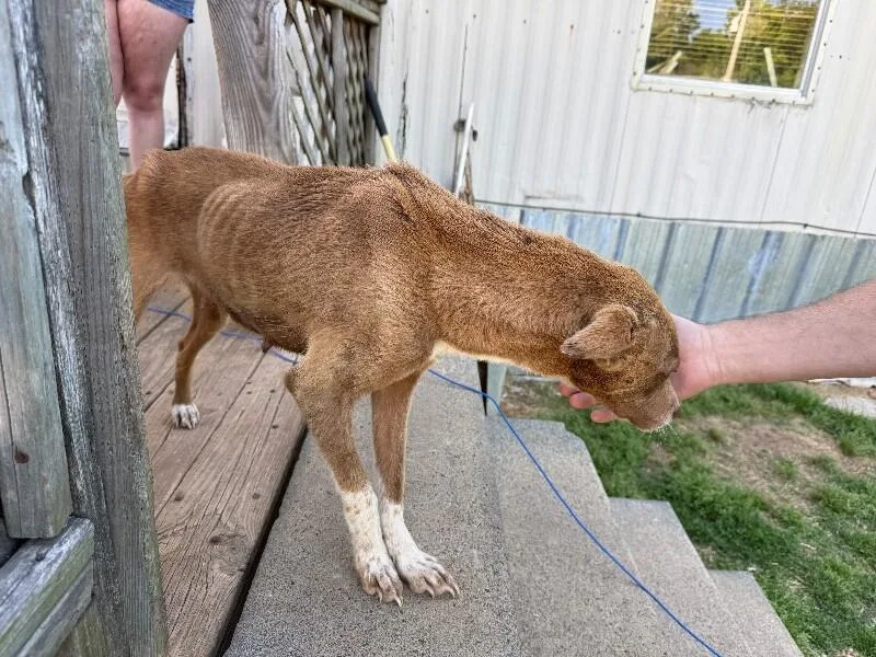 An adult small-sized female Brown / Chocolate Terrier dog named Heidi Wilson for adoption in Erin, TN