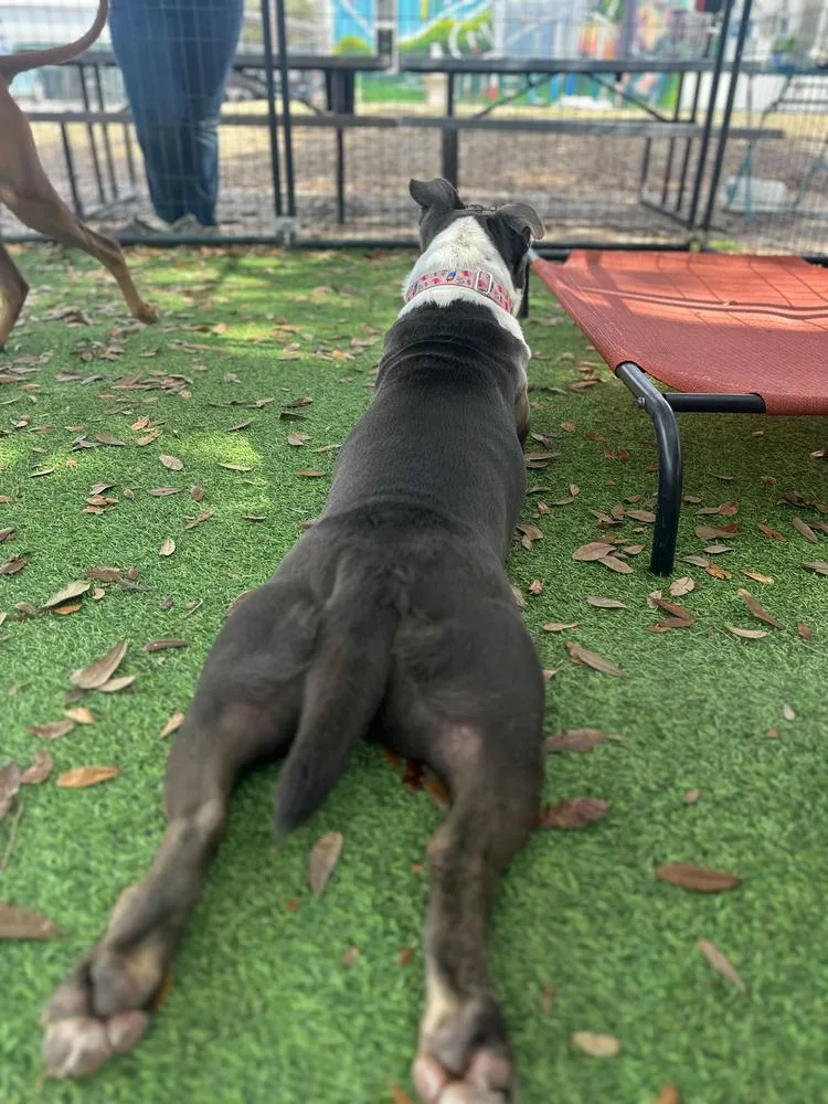 Velveteen thumbnail 2