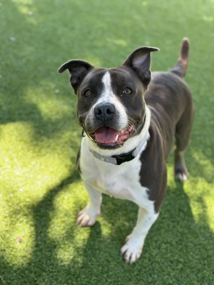 Velveteen thumbnail 3