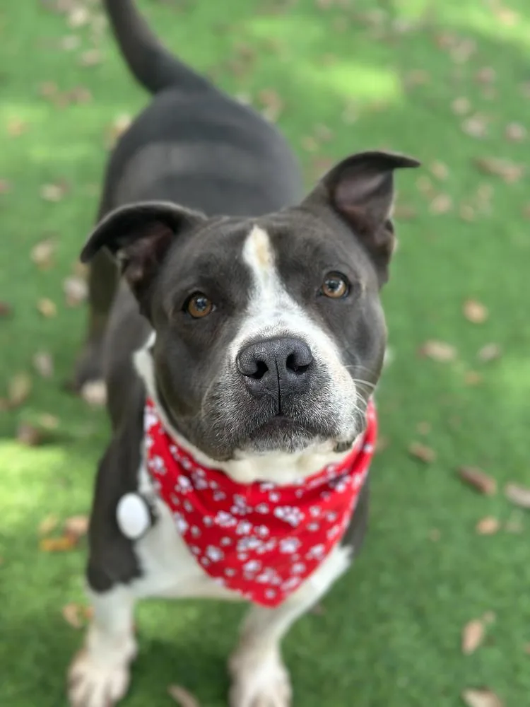 Velveteen thumbnail 4