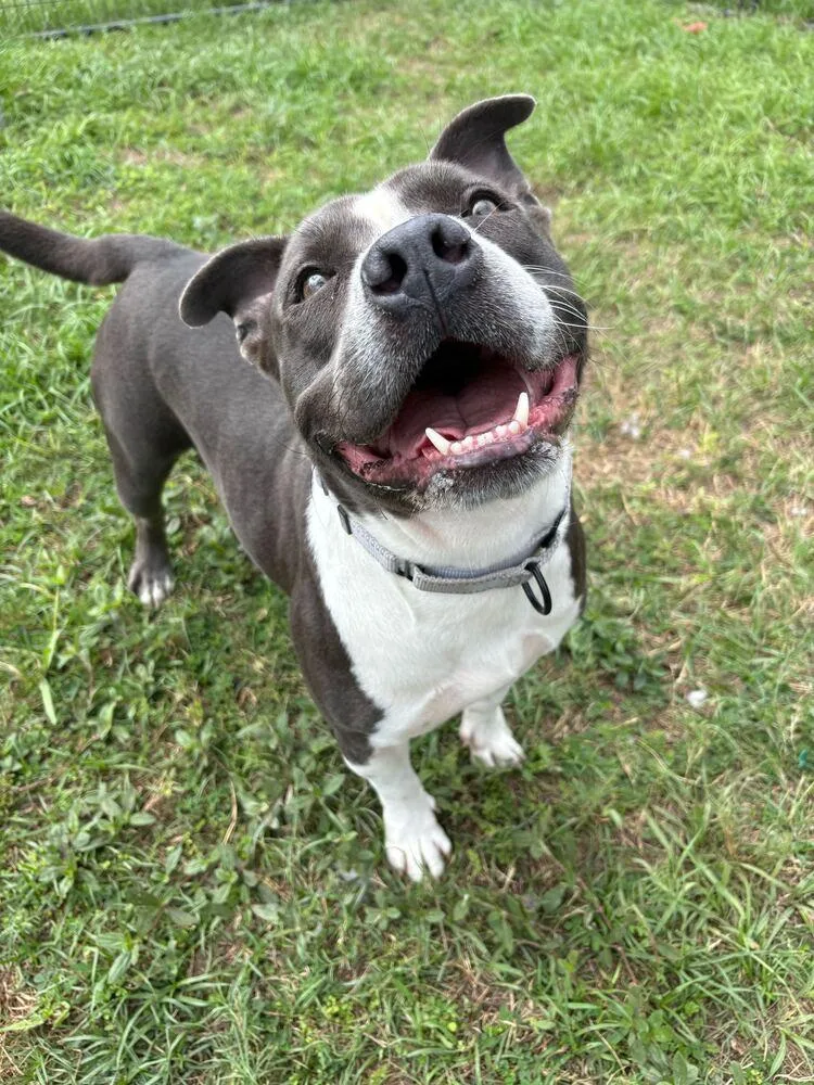 Velveteen thumbnail 5