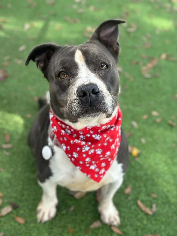 Velveteen thumbnail 6