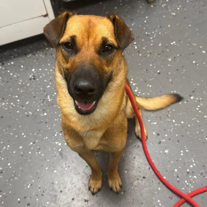 An adult medium-sized female Mixed Breed dog named Poppi for adoption in Columbiana, AL