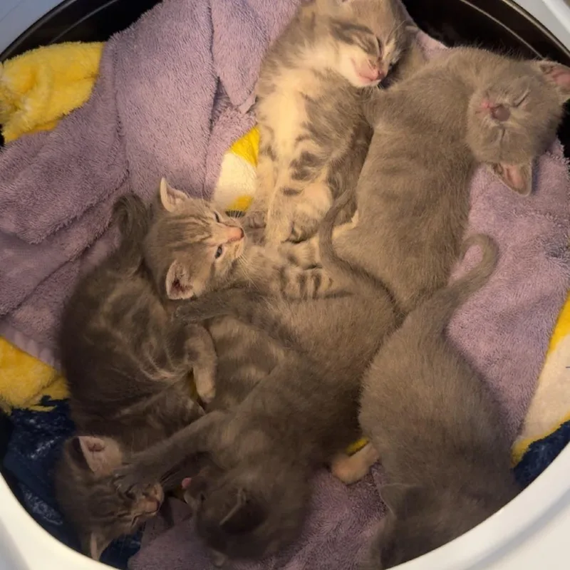 A baby small-sized female Gray / Blue / Silver Domestic Short Hair cat named Pebble for adoption in Grand Rapids, MI