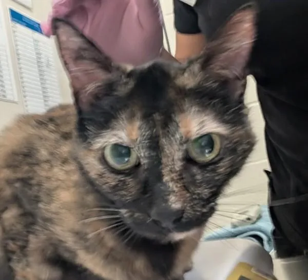 An adult small-sized female Domestic Short Hair cat named Jacks for adoption in El Cajon, CA