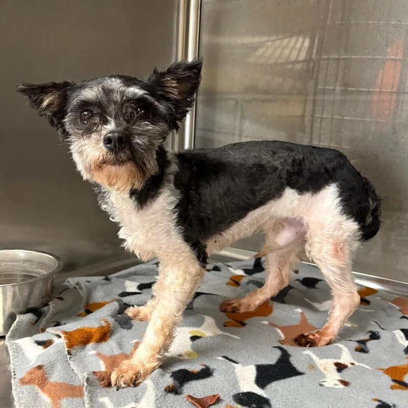 An adult small-sized male Black Mixed Breed dog named Grady for adoption in Yuma, AZ