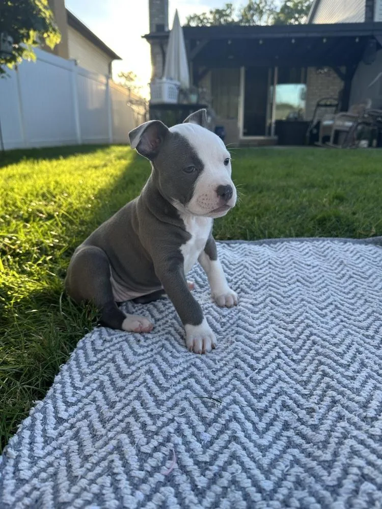 A baby medium-sized female Gray / Blue / Silver Mixed Breed dog named Yahtzee for adoption in Clinton Township, MI